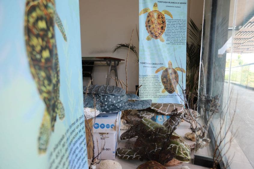 Se realizaron limpieza de playas en Punta Brava y Petempich, así como se instaló un stand para reforzar la divulgación sobre la importancia de los quelonios