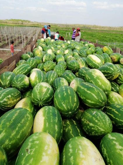 Buscan incentivar aún más producción de campo en JMM; brindan facilidades para la exportación de limón y miel y otros mercados.