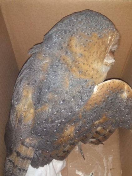 Apedrean una lechuza en Yucatán, también la "bañaron" con agua bendita