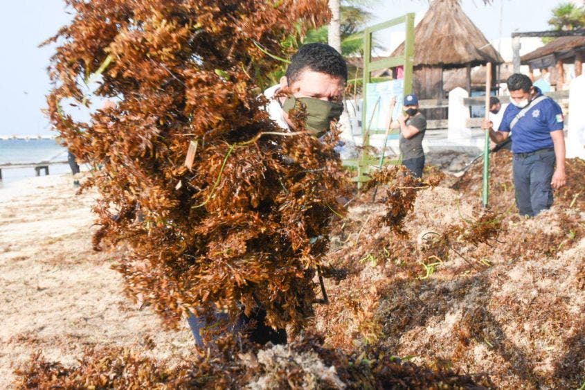Permite trabajo en equipo retirar 200 toneladas de sargazo: Laura Fernández, que dejó a su paso la ahora tormenta tropical “Cristóbal”