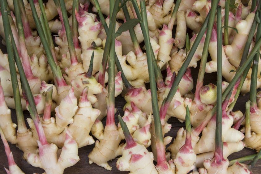 #QuédateEnCasa: Cosecha jengibre, consúmelo y goza de todos sus beneficios