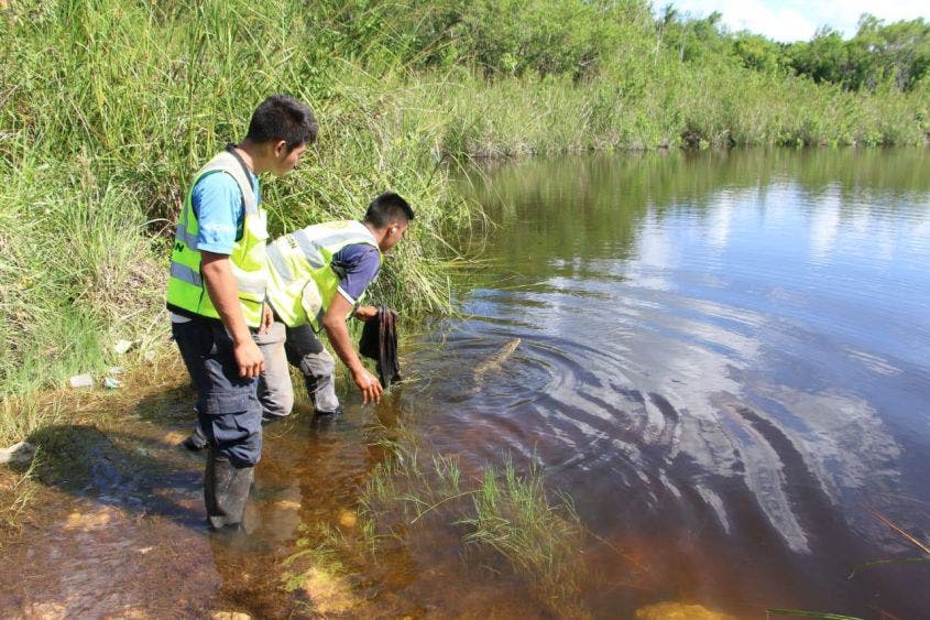 Liberación del espécimen en su hábitat natural.