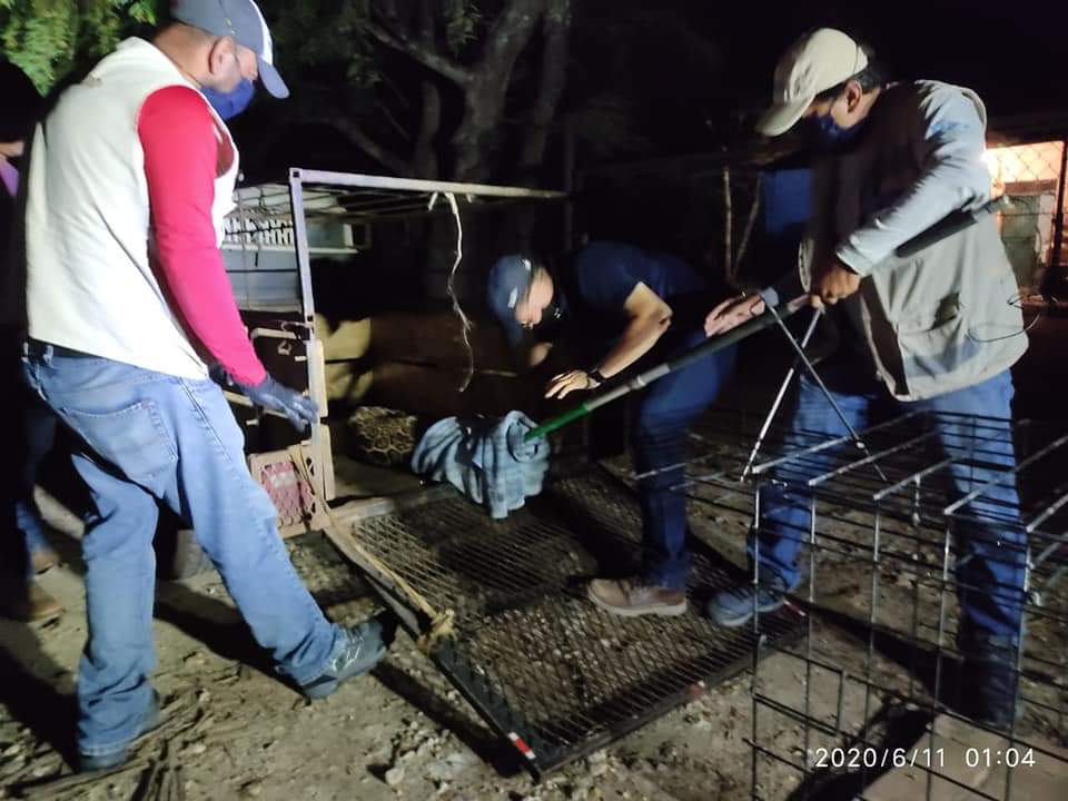 Rescatan a jaguar herido y lo trasladan al zoológico de Chetumal; fue atropellado en la comunidad de Álvaro Obregón.