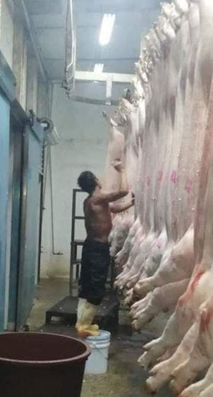 Denuncian irregularidades en el Rastro Municipal de Chetumal; son los propios trabajadores lo que colocan los sellos de Inspección Federal.