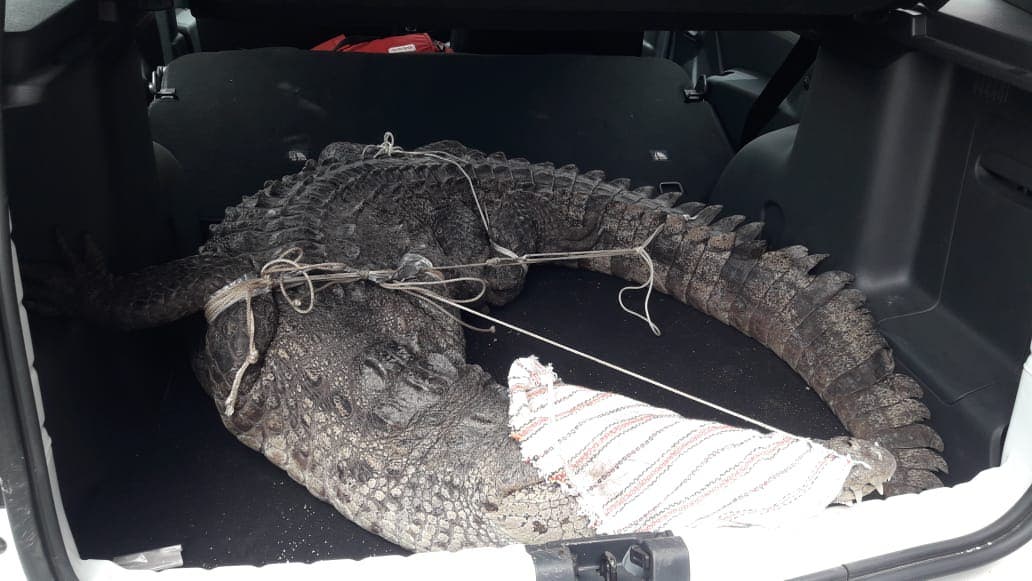 Capturan cocodrilo que merodeaba por restaurante de Cozumel