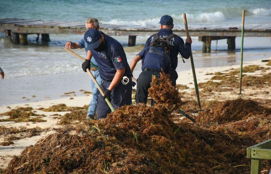 La ahora tormenta tropical “Cristóbal” provocó el recale masivo de la macro alga en la franja costera de Puerto Morelos, informa la Presidenta Municipal