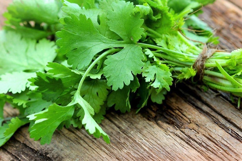 Beneficios de consumir cilantro… ¡La planta maravilla!