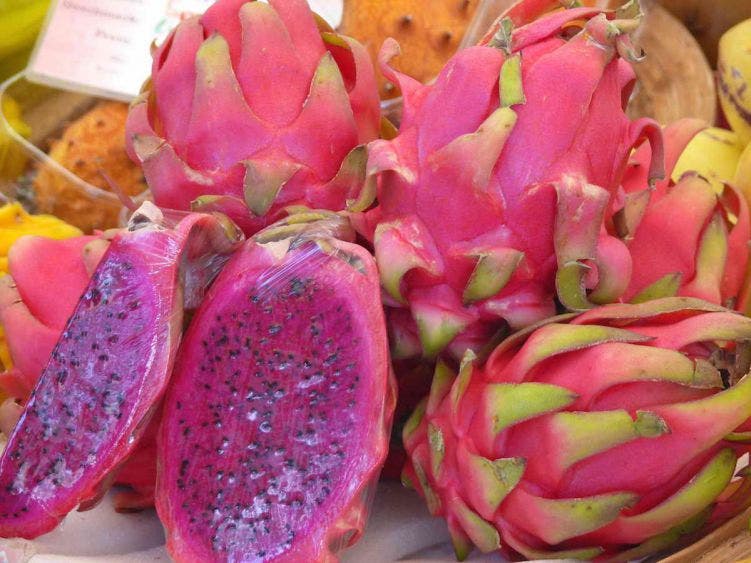 Plaga de gusanos amenaza cultivos de pitahaya en la Zona Maya; en Tihosuco hay 80 hectáreas de la frutas que ya está siendo cosechada.