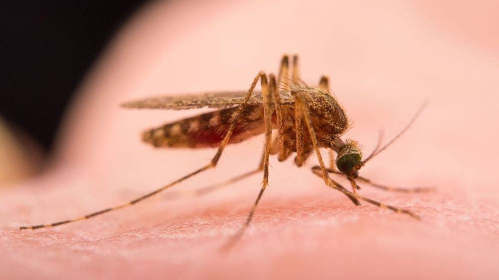Liberan millones de mosquitos modificados genéticamente