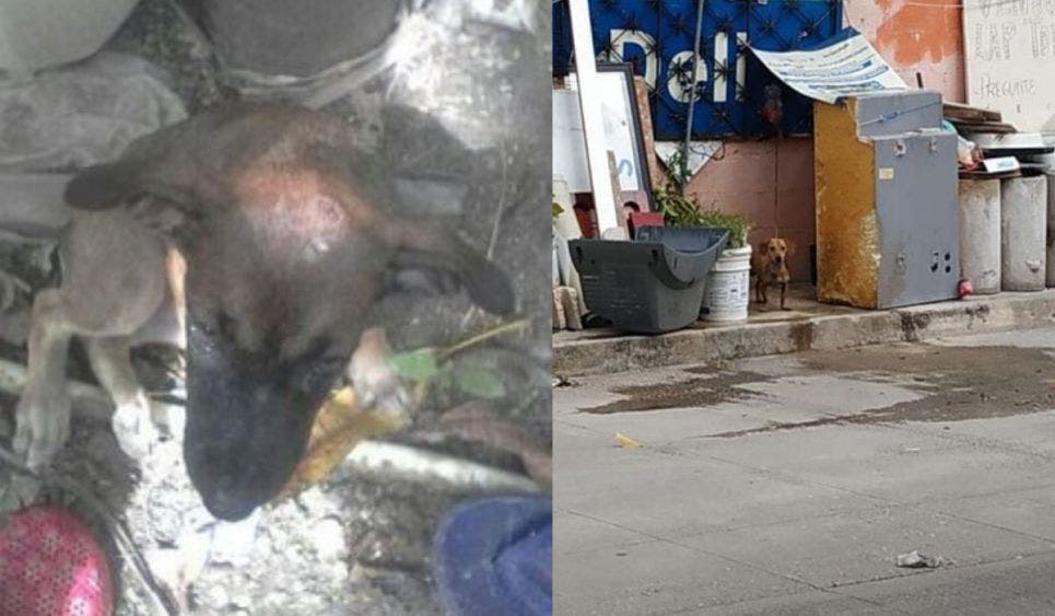 Ciudadanía se une para acabar con el maltrato y abandono animal 