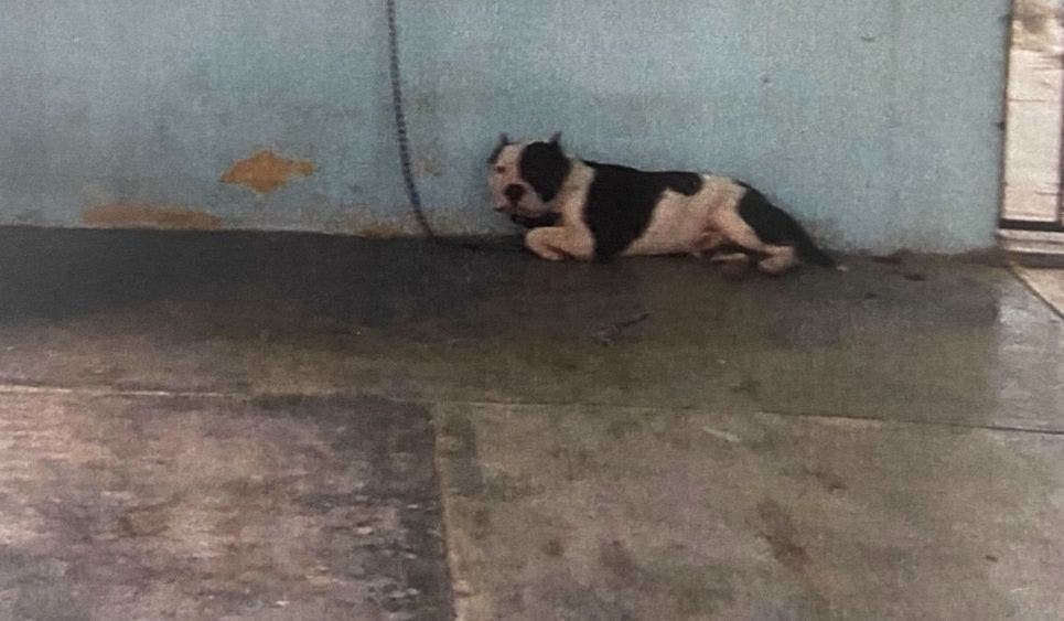 Dónde y cómo denunciar Maltrato animal en Cancún