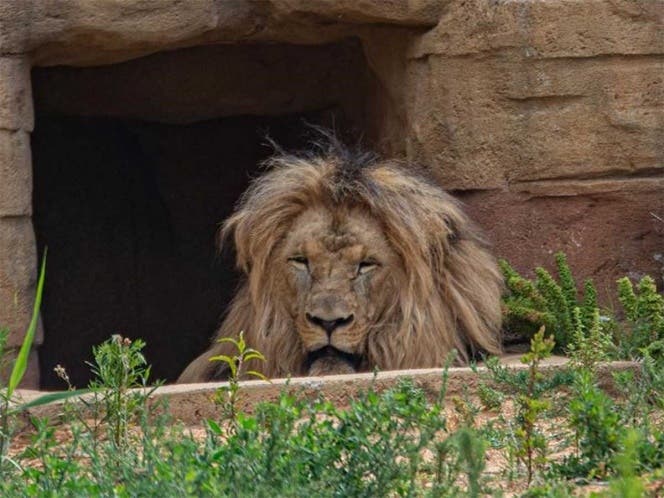 En zoológico de España 4 leones se contagiaron de Covid.