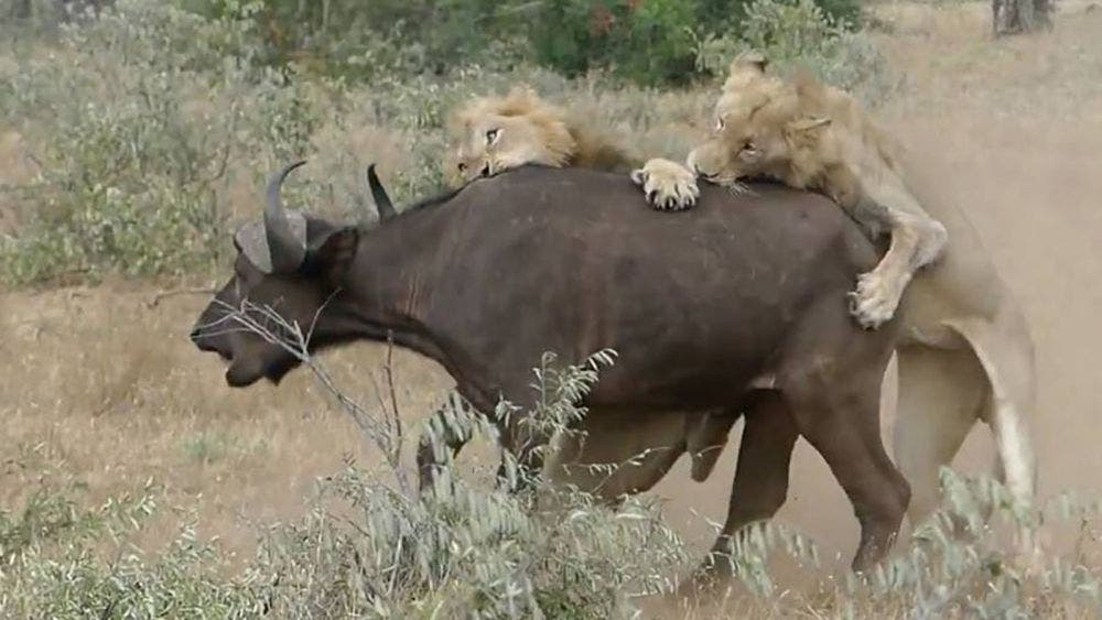 Video: Los patos a las escopetas!, manada de búfalos mata a Leona