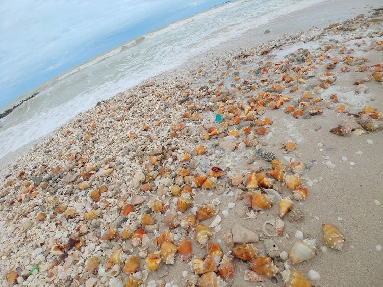 Hallan cientos de caracoles y estrellas de mar a la orilla del puerto de Chelem