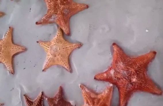 Se aleja el mar en playas de Yucatán; el último espectáculo del 2020 (Video)