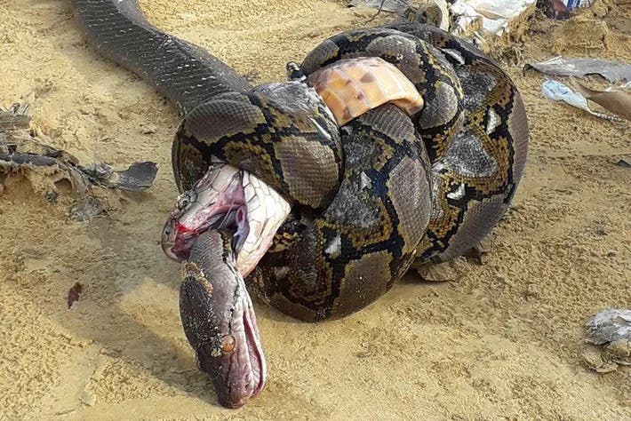 Batalla campal entre una cobra real y una pitón