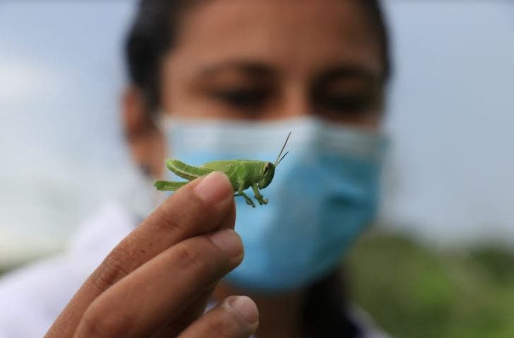Plaga de langostas llega a Izamal y acaba con los cultivos de los agricultores