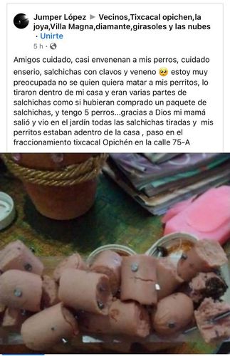 Intentan dañar a perros con salchichas envenenadas y clavos en Tixcacal Opichén