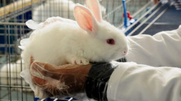 Advierten que puede llegar enfermedad hemorrágica de conejos a Yucatán