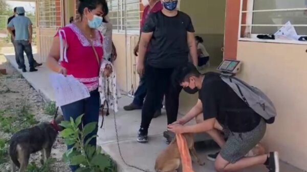 Vecinos y organizaciones se unen para realizar jornada de esterilización a animales de la calle