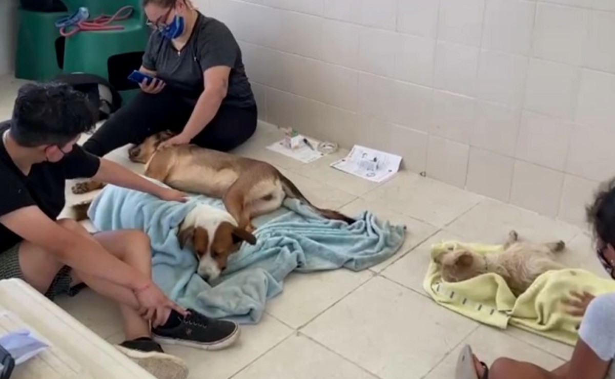 Vecinos y organizaciones se unen para realizar jornada de esterilización a animales de la calle