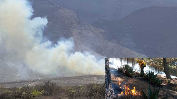 Conafor reporta más de 50 incendios forestales en el país