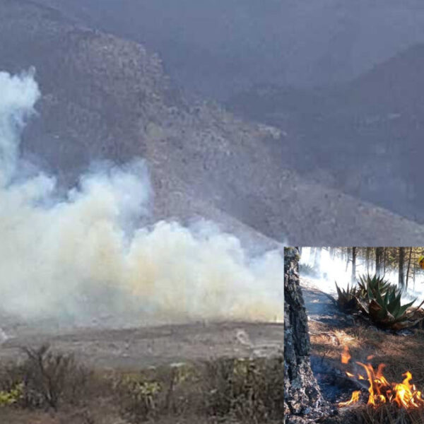 Conafor reporta más de 50 incendios forestales en el país