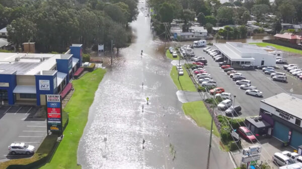 Espantosa invasión de arañas en una ciudad que huyen de inundación