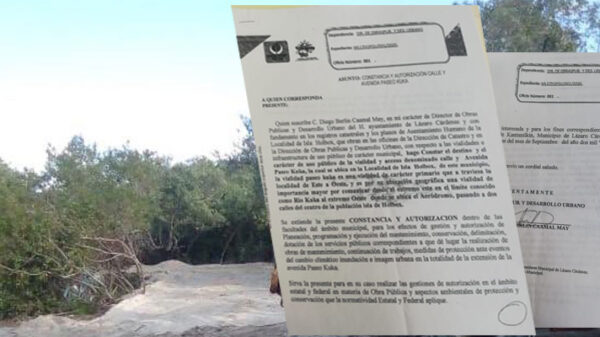 Exhiben permiso del Ayuntamiento para tala de mangle en Isla Grande de Holbox.