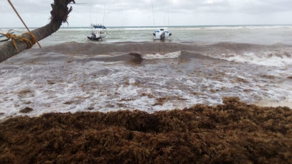 Sargazo arruina imagen turística de Playa Del Carmen