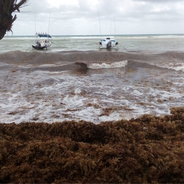 Sargazo arruina imagen turística de Playa Del Carmen