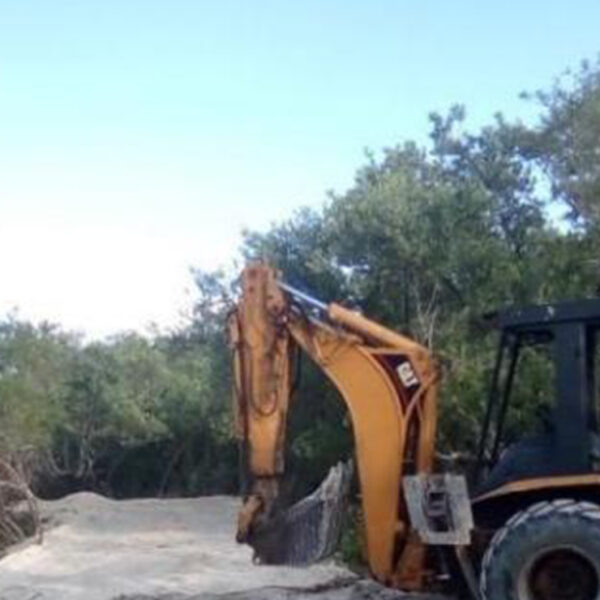 Identifican a quienes talaron manglares en Holbox