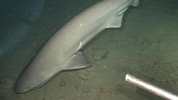 Un tiburón prehistórico que incluso es más viejo que los dinosaurios fue descubierto por científicos de Florida, Estados Unidos