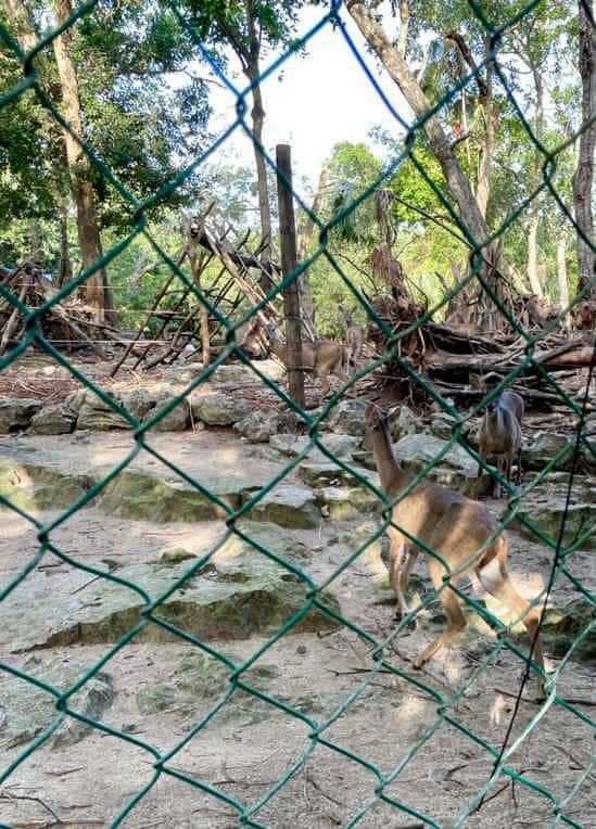 Supuesto abandono de animales, pleito por los predios en Crococun, ayer tuvo que intervenir la autoridad competente.