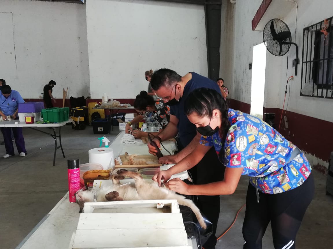 Local del Sindicato de Taxistas sede de una campaña de esterilización de perros y gatos; buscan acabar con la sobrepoblación de la fauna callejera.