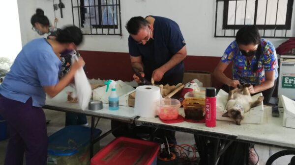 Local del Sindicato de Taxistas sede de una campaña de esterilización de perros y gatos.