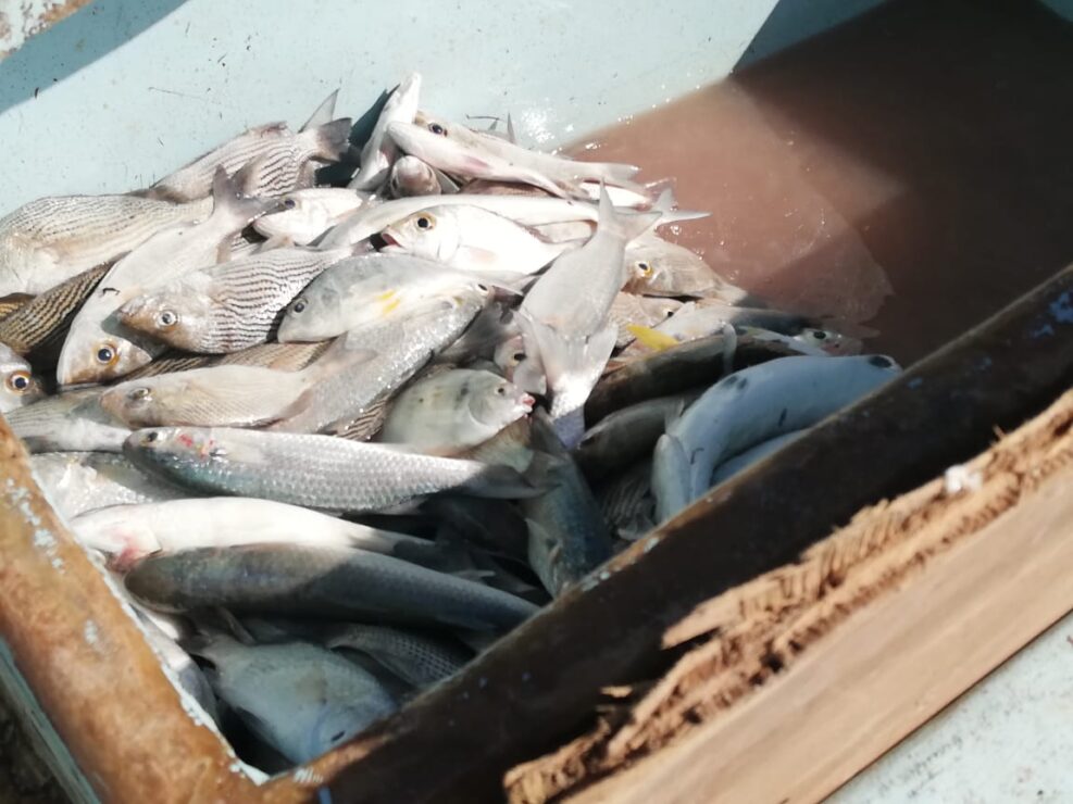Pescadores no se dan abasto para cubrir la demanda en Chiquilá y Holbox; la sobreexplotación de especie es uno de los problemas.