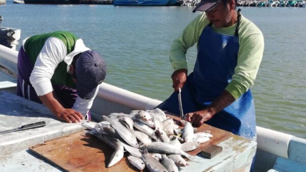 Pescadores no se dan abasto para cubrir la demanda en Chiquilá y Holbox.