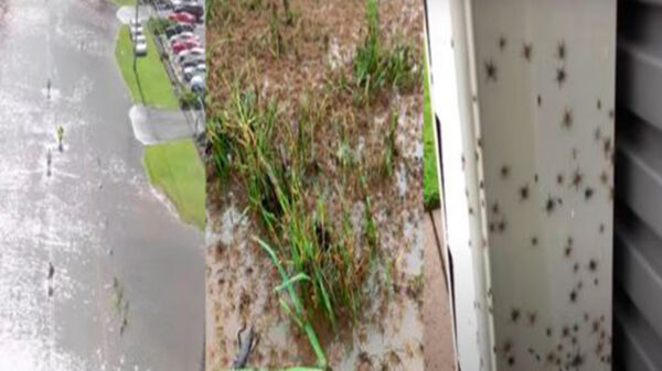 Debido a las inundaciones que registra el país, arañas y serpientes invaden zona habitacional en Australia.