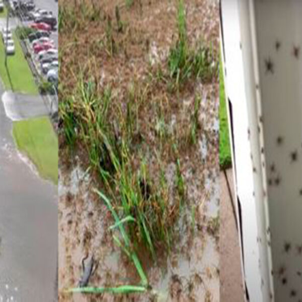 Debido a las inundaciones que registra el país, arañas y serpientes invaden zona habitacional en Australia.