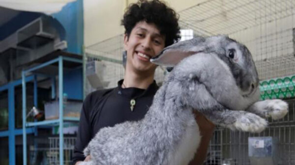 Como parte de un proyecto genético un estudiante universitario mexicano cría conejos gigantes de Flandes, conocidos como los más grande del mundo