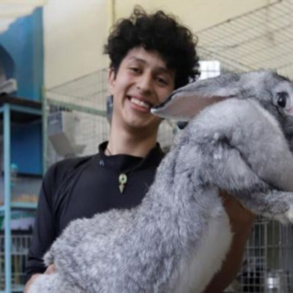Como parte de un proyecto genético un estudiante universitario mexicano cría conejos gigantes de Flandes, conocidos como los más grande del mundo