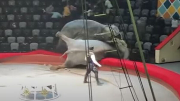 En pleno acto circense, dos elefantes que eran parte del espectáculo se pelearon, causando impacto entre los espectadores