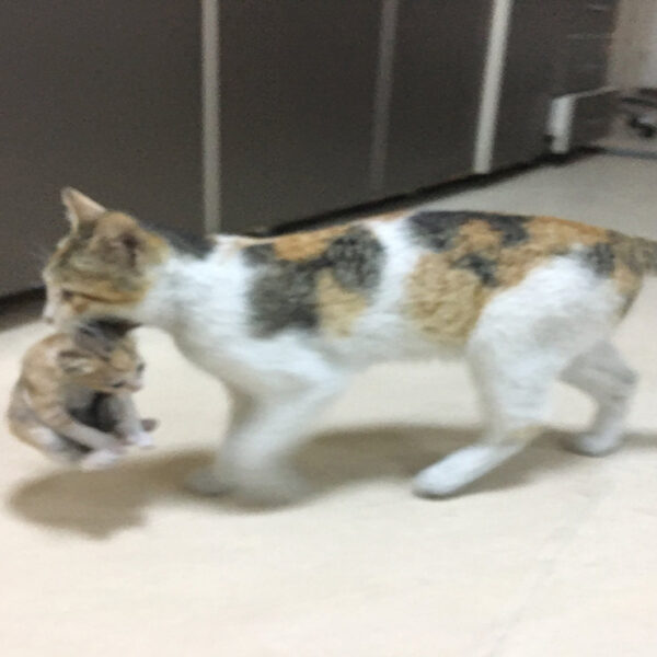 La gata que pidió ayuda para sus cachorros en un centro médico
