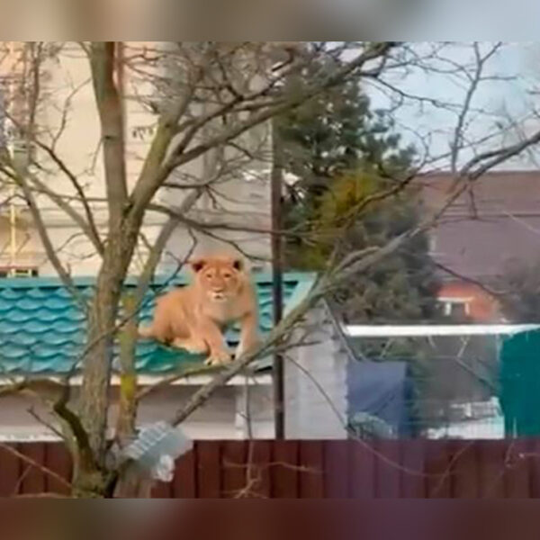 El avistamiento de animales salvajes puede ser emocionante, pero que aparezca una leona en la azotea de un vecino, sin duda deja sin aliento a cualquiera