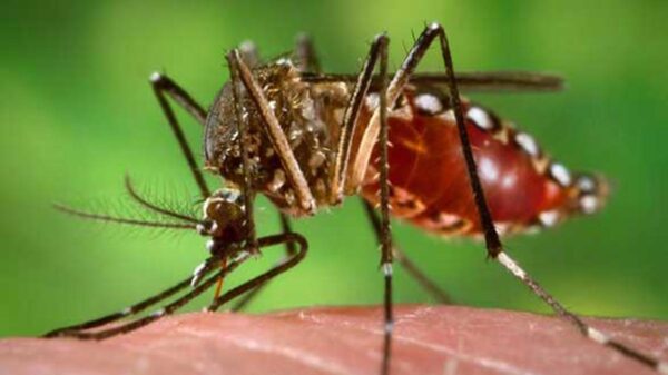 Declara Perú alerta epidemiológica por brote de dengue