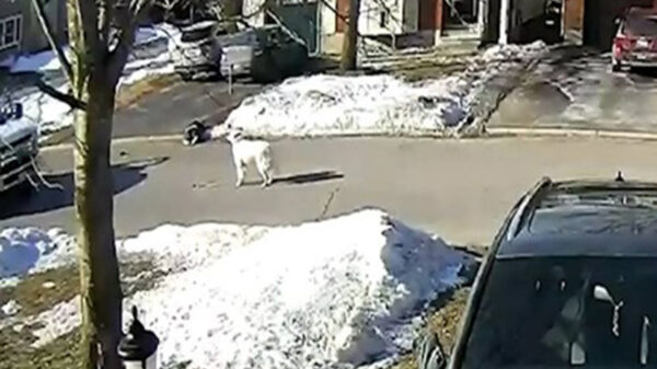 Los lomitos sin duda alguna han demostrado en múltiples ocasiones su fidelidad y esta historia lo demuestra, donde una mujer convulsiona en la calle y su perro pide ayuda para salvarla