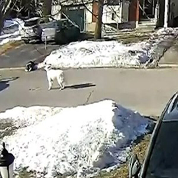 Los lomitos sin duda alguna han demostrado en múltiples ocasiones su fidelidad y esta historia lo demuestra, donde una mujer convulsiona en la calle y su perro pide ayuda para salvarla