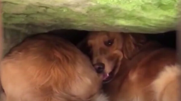 El rescate de un cachorro que se perdió en el bosque se viraliza en redes sociales, esto debido a que fue su madre, quien lo encontró