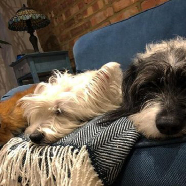 La empatía entre las especies a veces suelen ser extrañas y en ocasiones nos dejan fascinantes historias; tal es el caso de dos perritos y una zorrita ciega